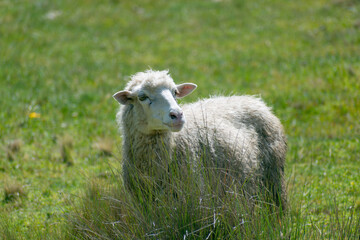 Naklejka na ściany i meble sheep in the grass