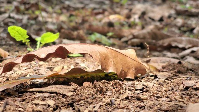 Insecto emprendiendo su vuelo, insecto volando