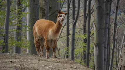 Alpaka – południowoamerykański, roślinożerny gatunek parzystokopytnych ssaków kopytnych z rodziny wielbłądowatych. Udomowione zwierzę, hodowane na wełnę i mięso, przypomina nieco lamę.