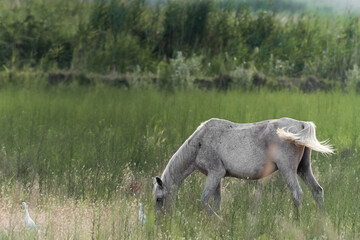 White Camargue Horses  in Parc Regional de Camargue - Provence, France