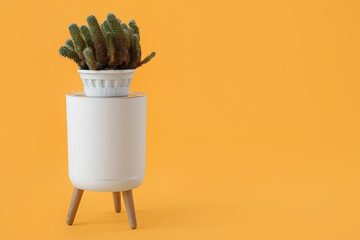 Stool with cacti on pot on yellow background
