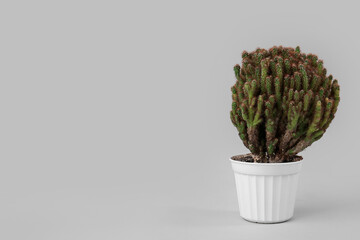 Pot with cacti on grey background