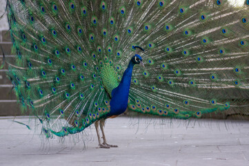 Pavo cristatus indian male peafowl showing beautiful colorful green and blue feathers, elegant bird...