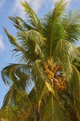 A tropical palm tree with coconuts in the sun with a blue sky in the background.