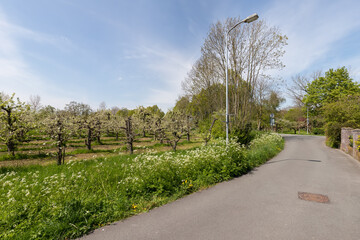 Fototapeta na wymiar Flowering fruit trees and wild spring flowers along a country road near the rural village of Kerkwijk in Gelderland.