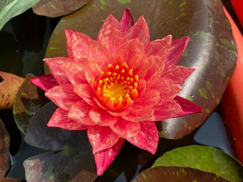 Nymphaea flower Wanvisa in the pond