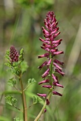 Gewöhnlicher Erdrauch (Fumaria officinalis) mit Ameise