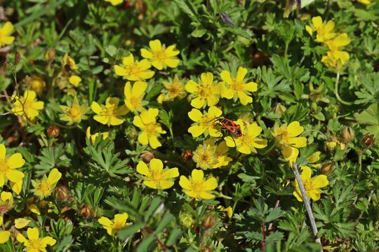 Fr&uuml;hlings-Fingerkraut (Potentilla neumanniana).mit Feuerwanze (Pyrrhocoris apterus)