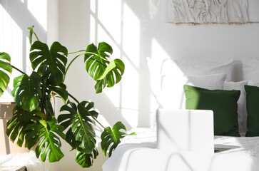 Interior of light bedroom with Monstera houseplant and bed