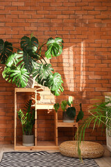 Interior of bathroom with shelf and Monstera houseplant