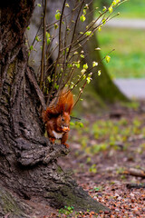 Wiewiórka © Daniel Folek