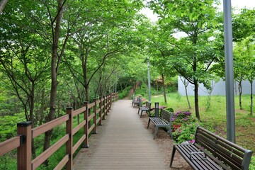 교량, 경로, 나무, 네이처, 나무, 나무, 나무로 되는, 나무, 공원, 경관, 걷다, 보도, 산책로, 판자, 뜰, 길, 여행, 길거리, 여름, 계단, h2o, 통로, 보도, 아웃도어