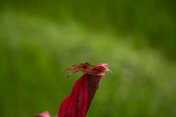 Dragonfly is sitting on a leaf.