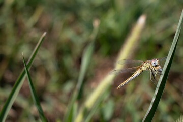 Dragonfly is sitting on a leaf.