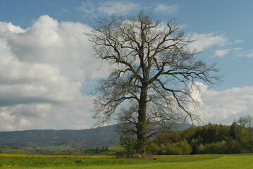 Obraz premium tree in the field