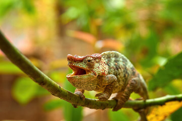 Chameleons of Madagascar: Front view of  Red, yellow and brown striped Panther Chameleon, Furcifer pardalis with open mouth in typical forest environment.  Andasibe, Madagascar.