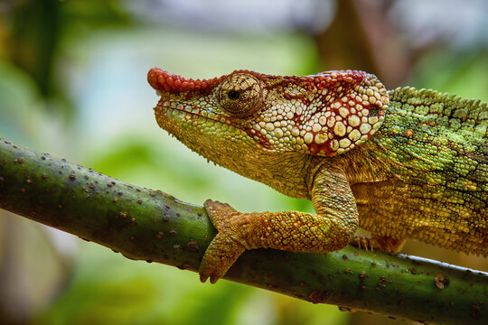 Chameleons of Madagascar: Portrait of Red, yellow and brown striped Panther Chameleon, Furcifer pardalis in typical forest environment.  Andasibe, Madagascar.
