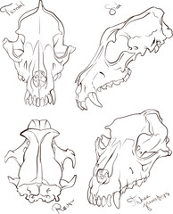 Set of pictures of fox scull, view from different sides