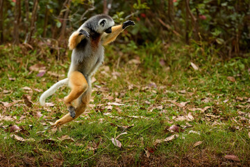 Dancing lemur, Diademed Sifaka, Propithecus diadema, large endangered lemur endemic to the east coast of Madagascar. Lemur running on hind legs, arms raised. Rainforest vegetation in the background.  © Martin Mecnarowski