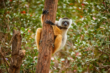 Dancing lemur, Diademed Sifaka, Propithecus diadema, large endangered lemur endemic to the east parts of Madagascar on a tree trunk, eye contact, foliage of Rainforest in the background.