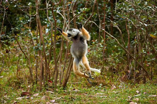 Dancing lemur, Diademed Sifaka, Propithecus diadema, large endangered lemur endemic to the east coast of Madagascar. Lemur running on hind legs, arms raised. Rainforest vegetation in the background. 