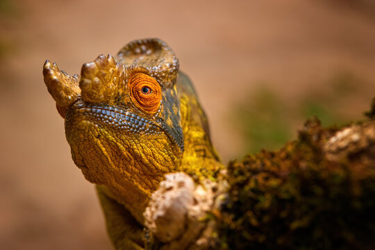 Portrait of calumna parsonii, parsons chameleon,  endemic to madagascar, close-up, intense color, isolated against blurred background, endangered wild animal lizard.