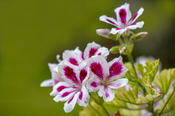 Pelargonium or “Pelargonium Grandiflorum” flower. Close up Pink Regal pelargonium. Grandiflora royal pelargonium variety Burghi plant. Canan or geranium flower .