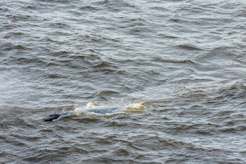 Grey Whale off Oregon Coast, USA