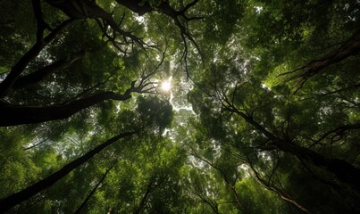  a view looking up into the canopy of a tree in a forest.  generative ai