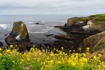 Tide pools along Oregon Coast