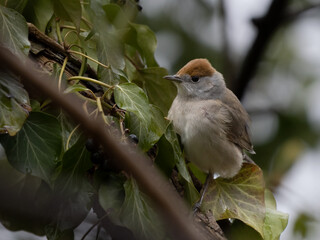 Mönchesgrasmücke (Sylvia atricapilla) weiblich 
