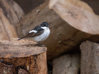 Trauerschnäpper (Ficedula hypoleuca)