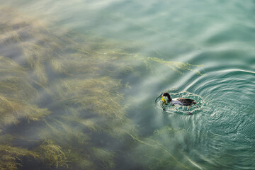 Eurasian coot swimming at lake constance harbor in early morning hours. Steamer harbor, Constance,...