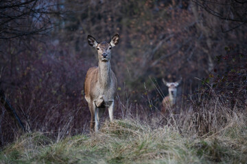 Two deers in the forest looking towards camera in brown colors