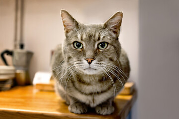 A cat sitting studding the camera lens in a kitchen worksurface.   © Cristina