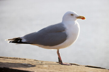 Seagull bird or seabird on beach near by the sea. Close up view of white gray bird seagull in sea rock. Wild seagull portrait on natural blue sky background.