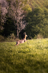 Deer jumping on a green field with a forest in the background in warm light in Germany, Europe