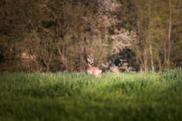 Obraz na płótnie Canvas Deer on a green field with a forest in the background in warm light of spring Germany, Europe 