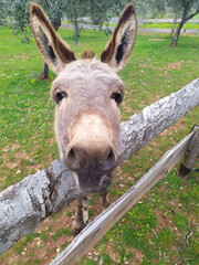 Donkey on a farm with his head on the fence
