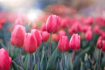 Różowe tulipany, wiosenne kwiaty. Pole tulipanów - obrazy, fototapety, plakaty