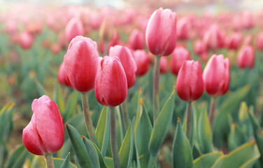 Różowe tulipany, wiosenne kwiaty. Pole tulipanów