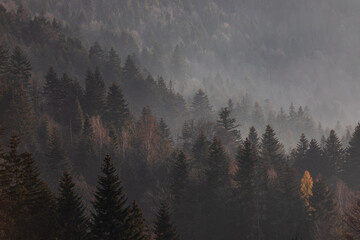 Misty forest on a hillside in Poland