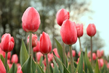 Czerwone tulipany, wiosenne kwiaty. Pole tulipanów - obrazy, fototapety, plakaty