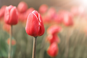 Fototapeta premium Czerwone tulipany, wiosenne kwiaty. Pole tulipanów