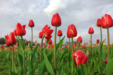 Fototapeta premium Czerwone tulipany, wiosenne kwiaty. Pole tulipanów