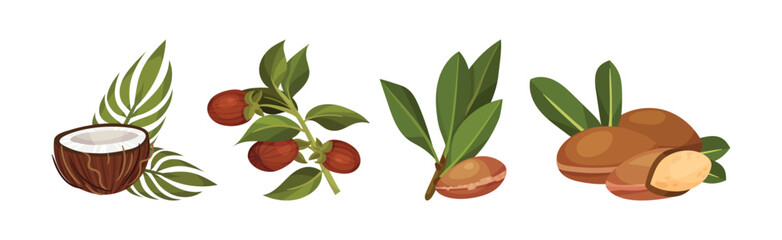 Jojoba and Coconut Branch with Fruit and Green Foliage Vector Set