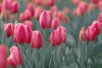 Obraz premium Różowe tulipany