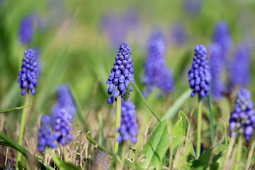 Viper onion, or Mouse hyacinth (lut. Muscari) in a spring garden on green grass background