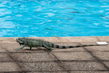 Iguane dans le jardin