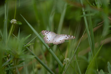 Papillon au coeur de la nature